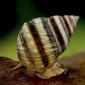 Bestpreis Pianoschnecke (Taia naticoides)